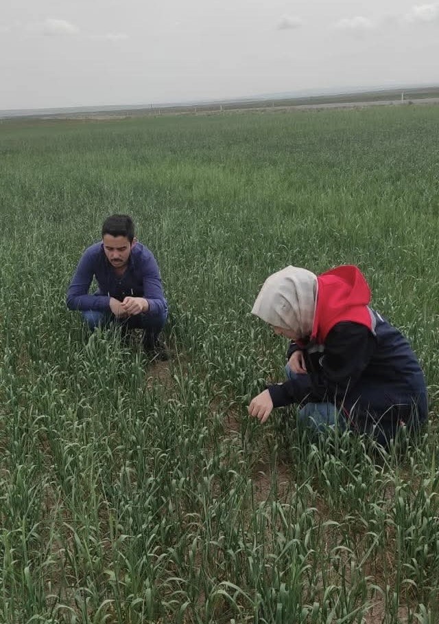 Kulu’da süne sürvey çalışmaları devam ediyor