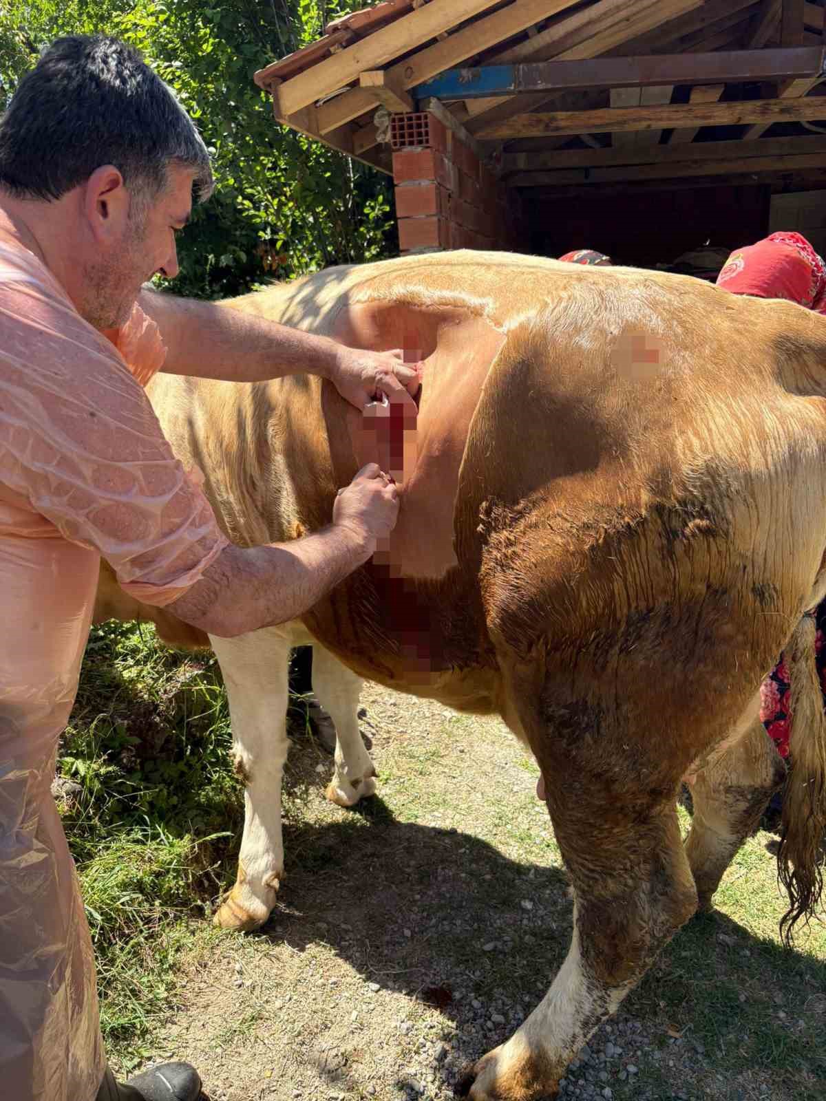 Bartın&rsquo;da y&uuml;z binde bir g&ouml;r&uuml;len olay
