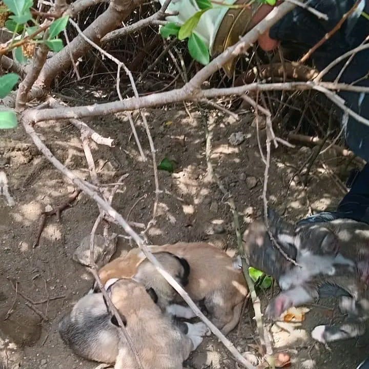 &Ccedil;alıların arasındaki boşluğa d&uuml;şen yavru k&ouml;pekleri itfaiye kurtardı
