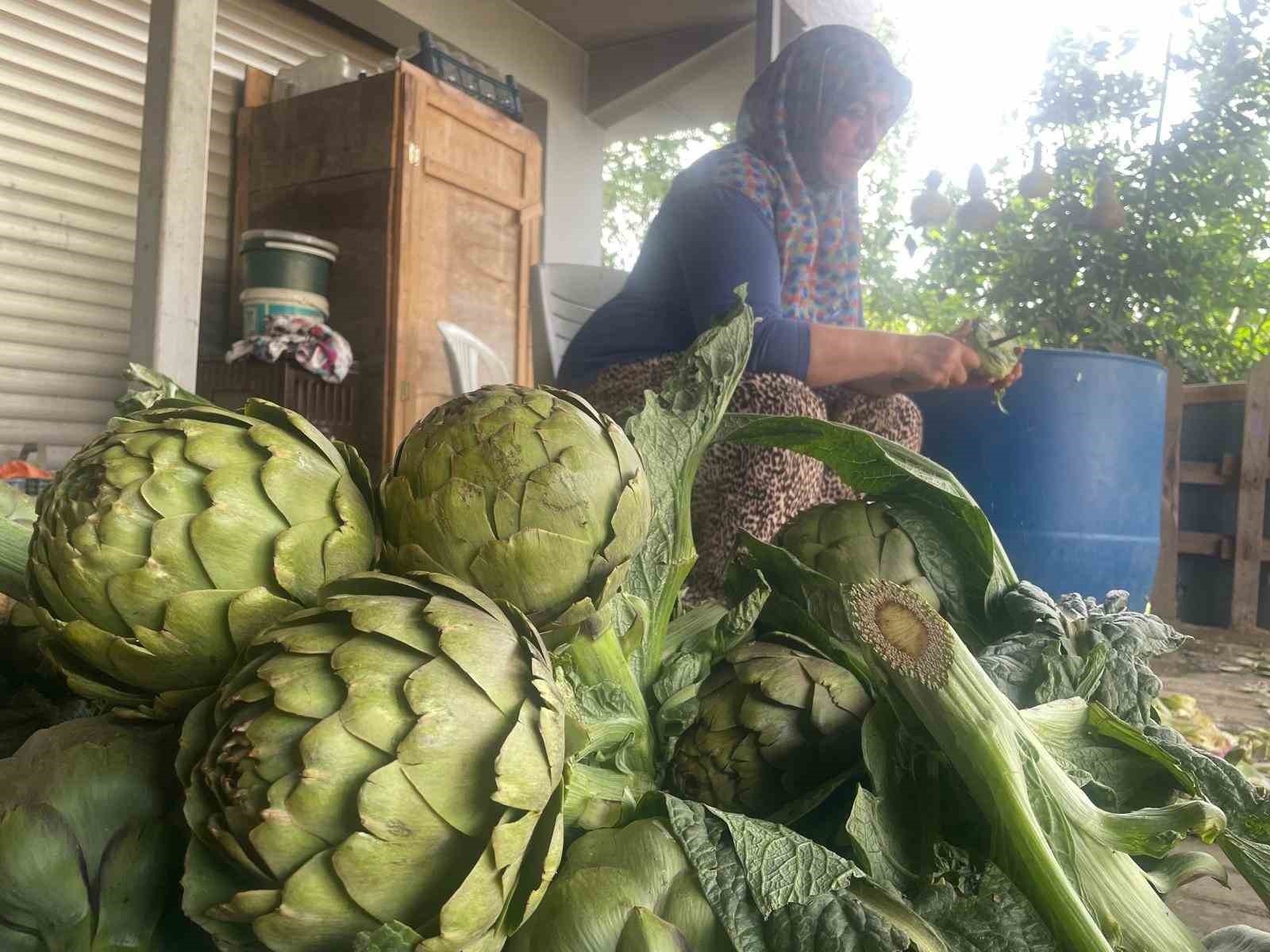 Enginar bıçakçılarında hasat yoğunluğu