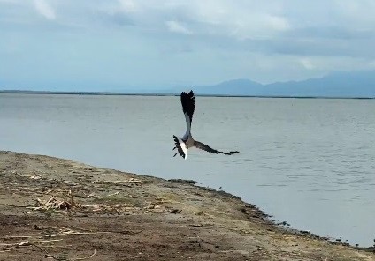 Tedavisi tamamlanan kız kuşu, Kuş Cenneti’nde özgürlüğe kanat çırptı