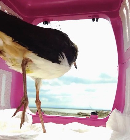 Tedavisi tamamlanan kız kuşu, Kuş Cenneti&rsquo;nde &ouml;zg&uuml;rl&uuml;ğe kanat &ccedil;ırptı
