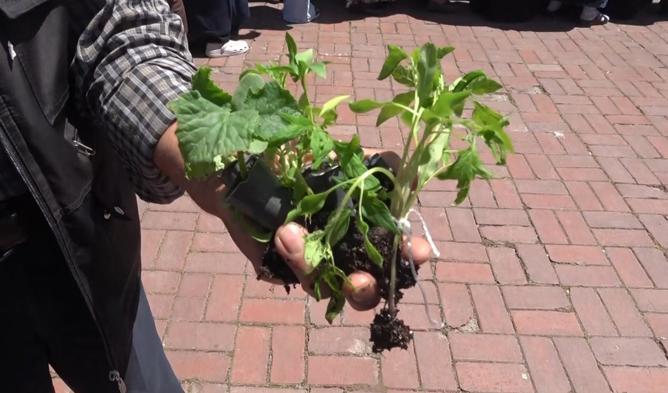 Tavşanlı&rsquo;da fide dağıtımı izdihama sebep oldu
