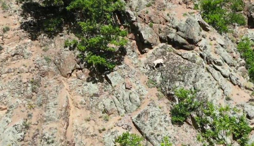 Nadir rastlanılan beyaz dağ keçisi kendisini Artvin’de gösterdi