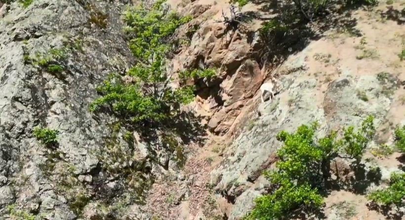 Nadir rastlanılan beyaz dağ keçisi kendisini Artvin’de gösterdi
