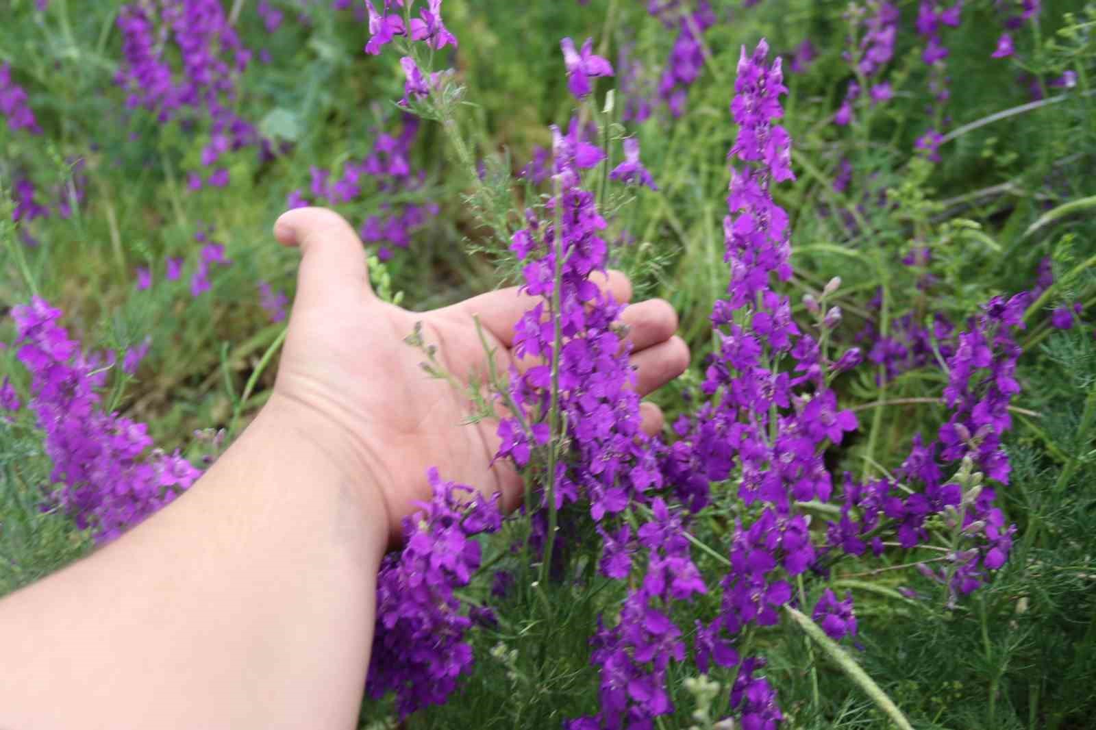 Eskişehir’de Söğüt Otları görsel şölen oluşturdu