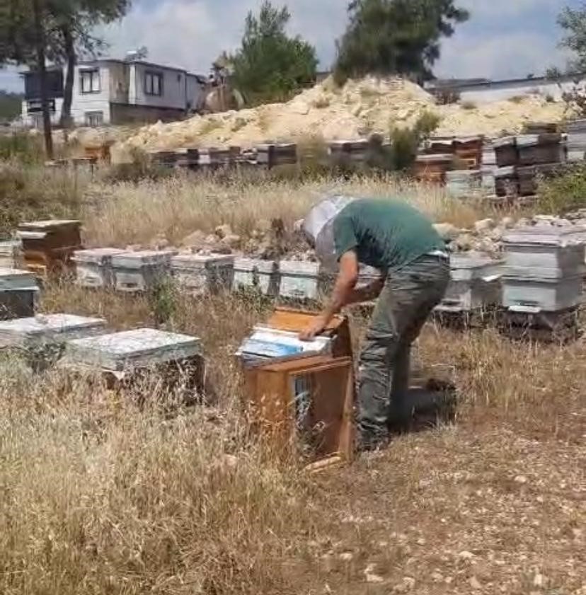 Arılara taşlı saldırı: Güvenlik kamerası o anları kaydetti
