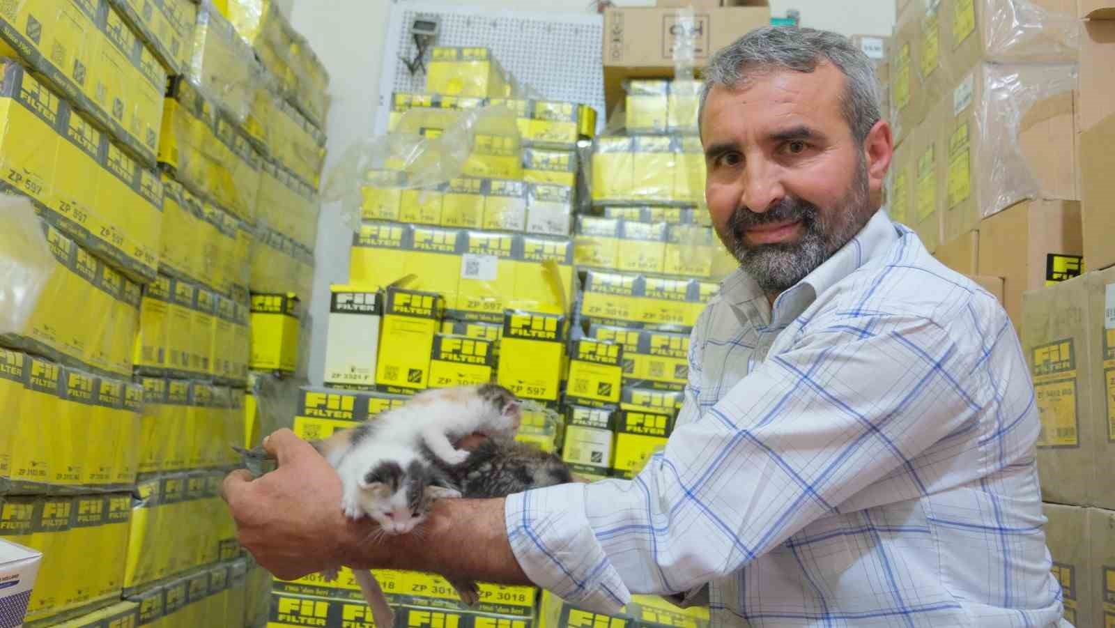 İş yerinde doğum yapan anne kedi ve yavrularına g&ouml;z&uuml; gibi bakıyor
