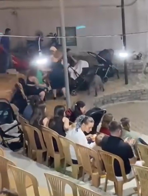 Yaban domuzu düğüne daldı
