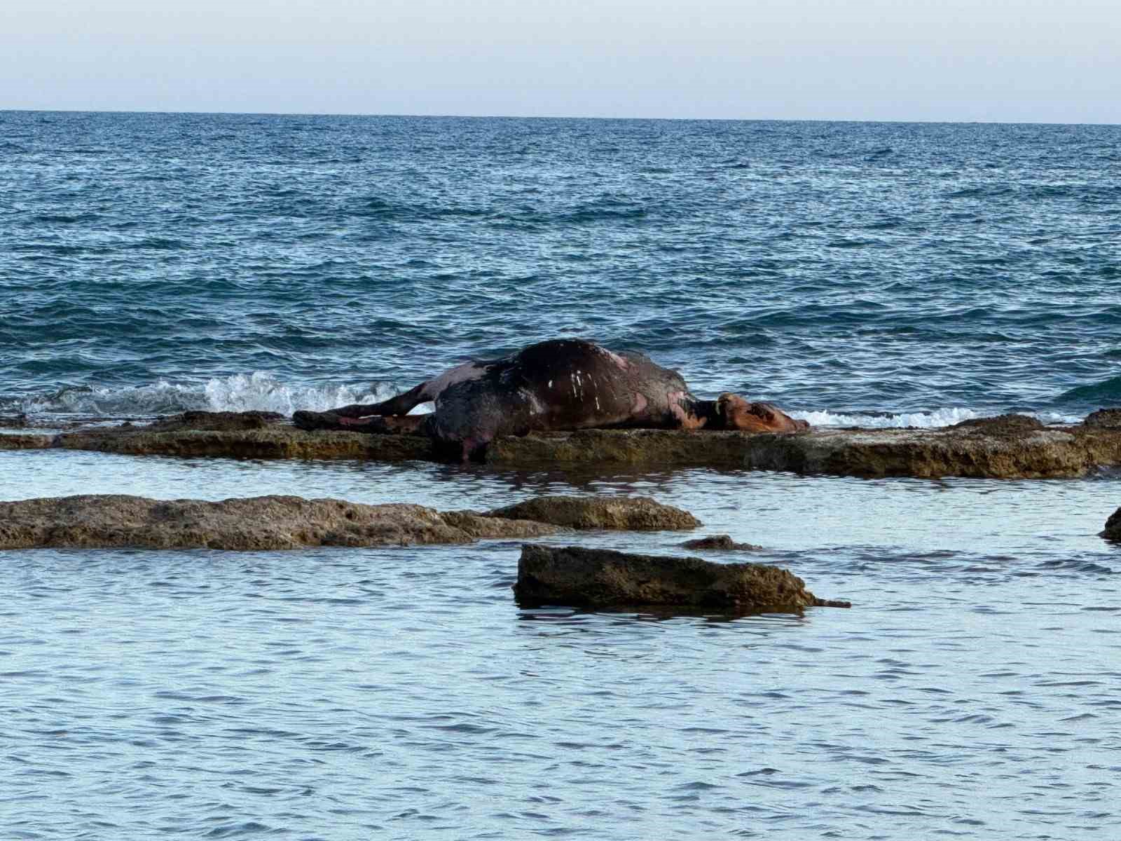 Antalya’da denizin ortasında inek leşi görenler gözlerine inanamadı