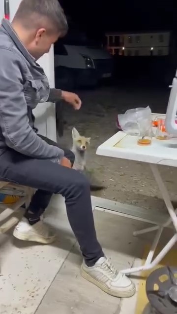 Aç tilki köye indi, insanların elinden yiyecek yedi