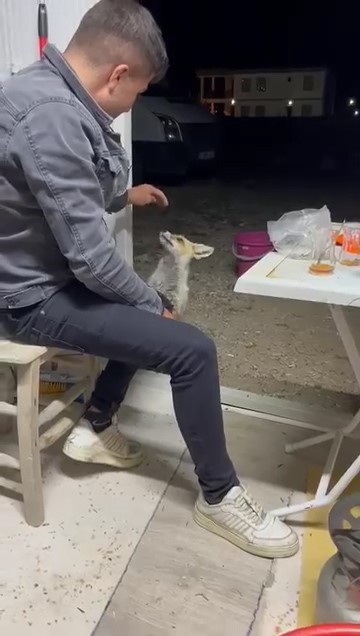 A&ccedil; tilki k&ouml;ye indi, insanların elinden yiyecek yedi
