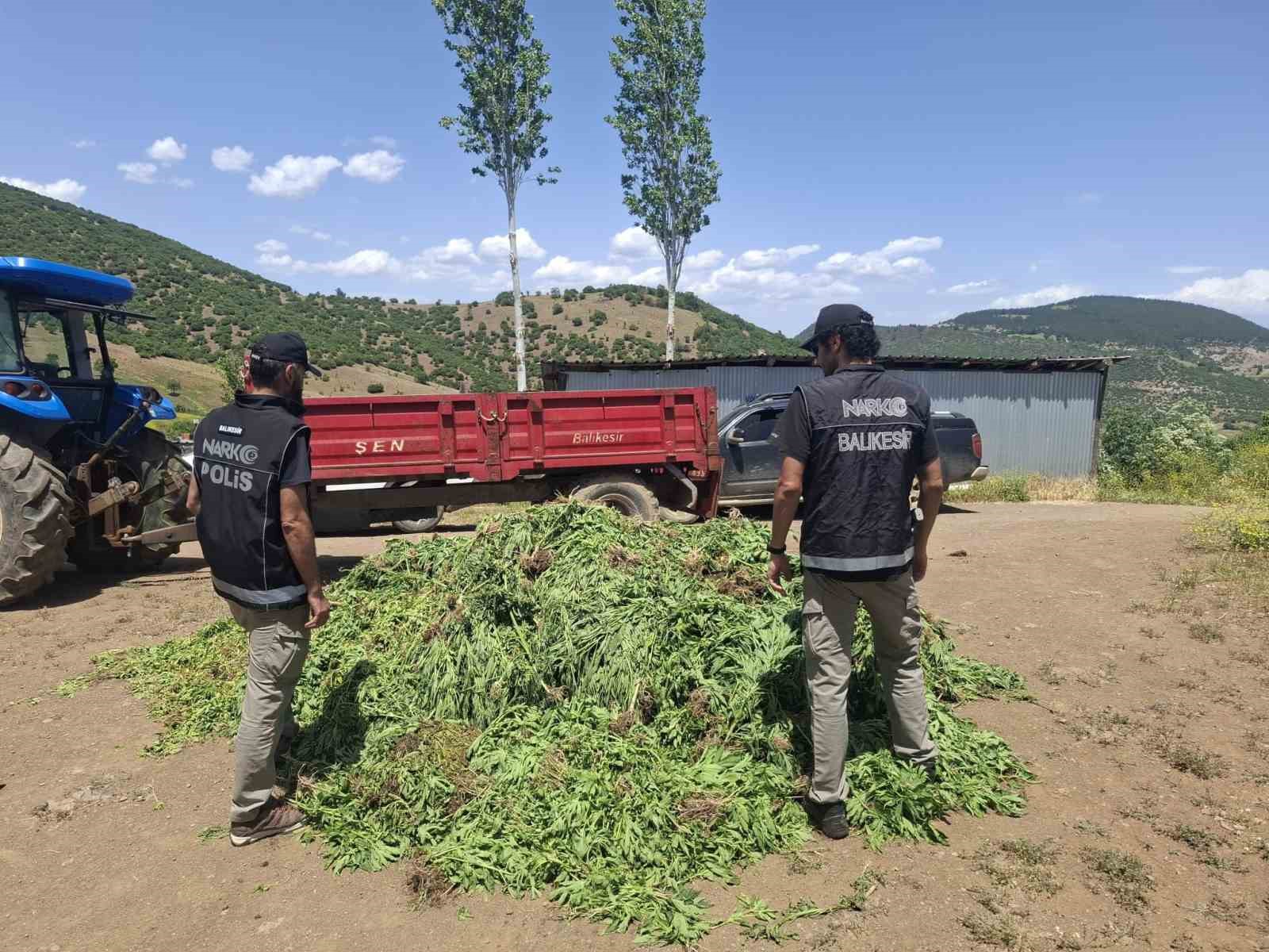 Balıkesir’de kenevir bahçesine operasyon