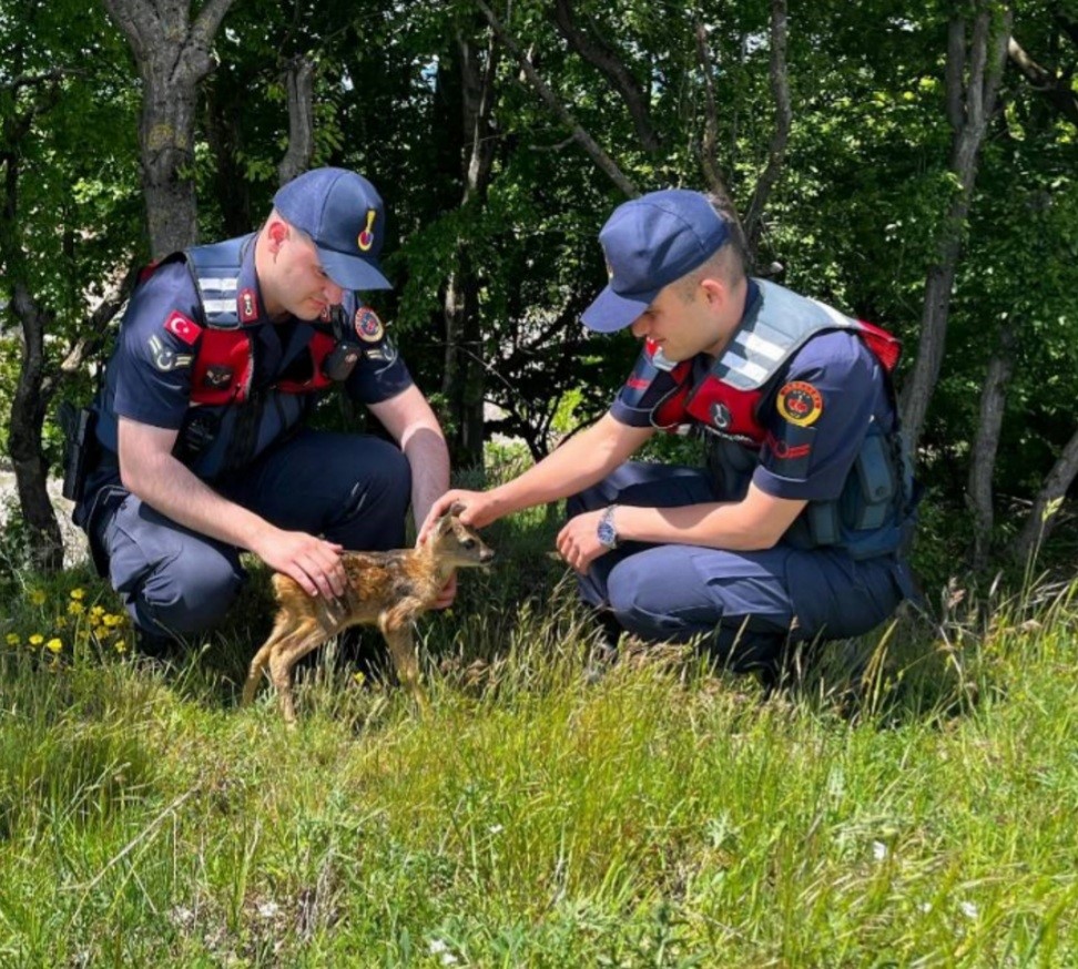 Kırklareli’nde yavru karaca koruma altına alındı