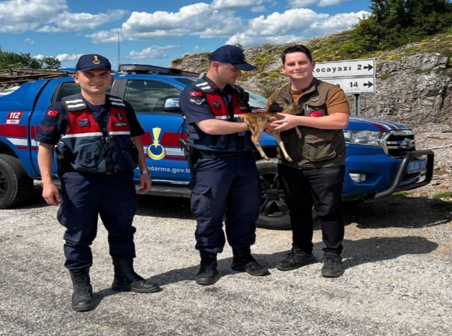 Kırklareli’nde yavru karaca koruma altına alındı