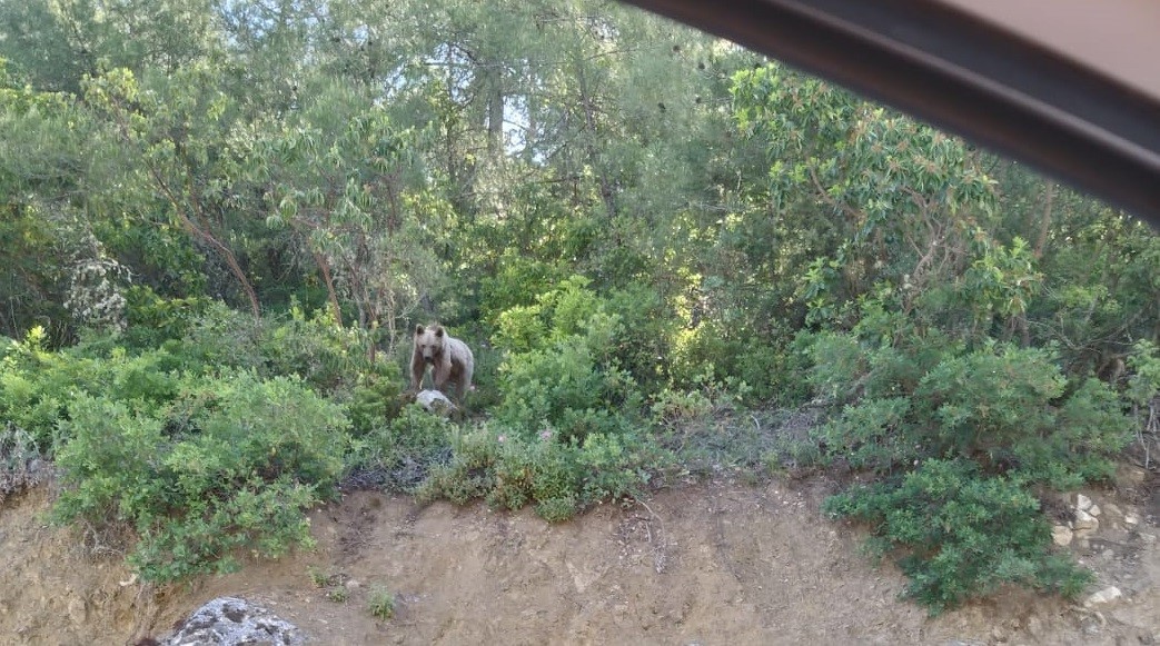 Bilecik’te rahat tavırlarıyla sürücüleri şaşırtan ayı