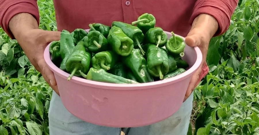 Acısıyla ünlü Emcelli Biberi kilosu 250 TL’den piyasaya çıktı
