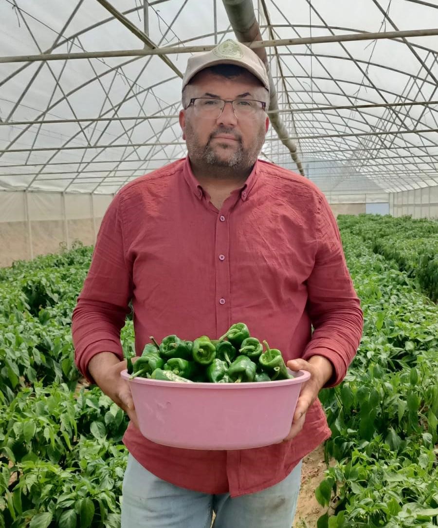 Acısıyla ünlü Emcelli Biberi kilosu 250 TL’den piyasaya çıktı
