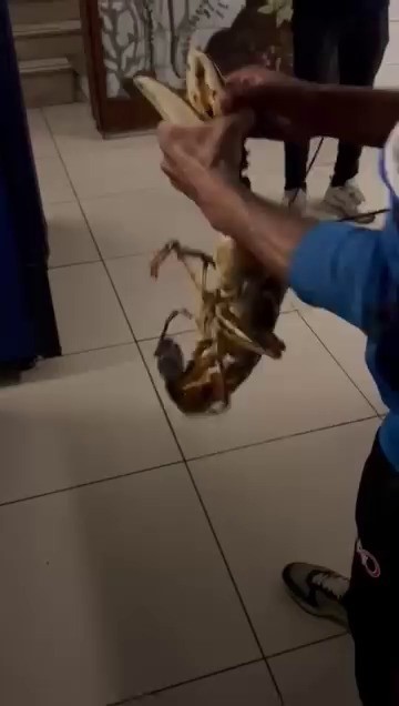 Gemlik Körfezi’nde dev istakoz yakalandı