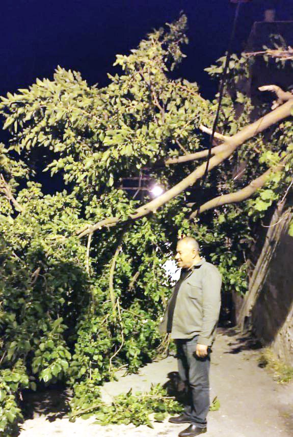 Devrilen dut ağacı mahalleyi ayağa kaldırdı