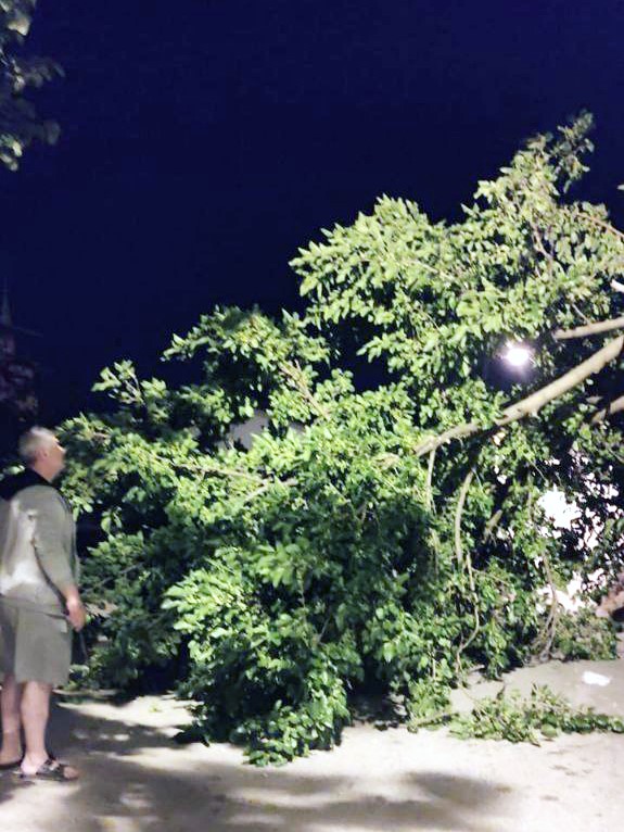 Devrilen dut ağacı mahalleyi ayağa kaldırdı
