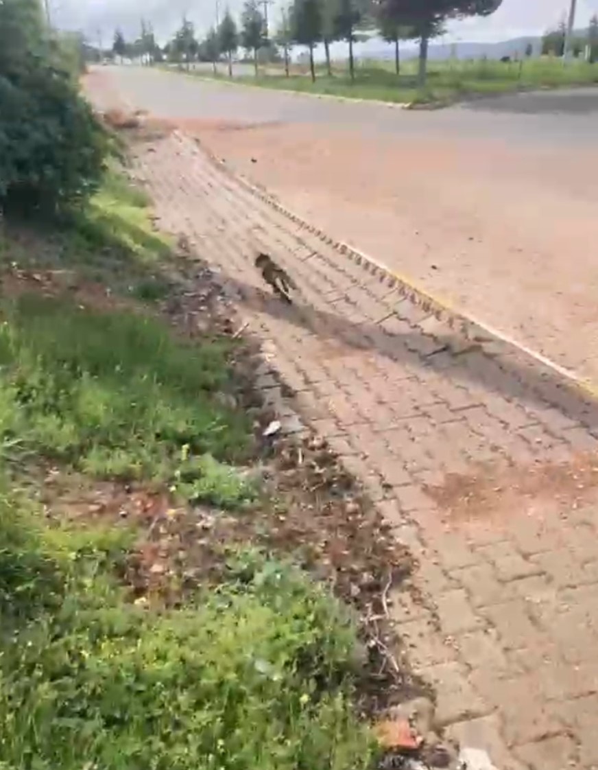 Merakı başına dert oldu, çaresiz kalan tilkinin yardımına onlar koştu
