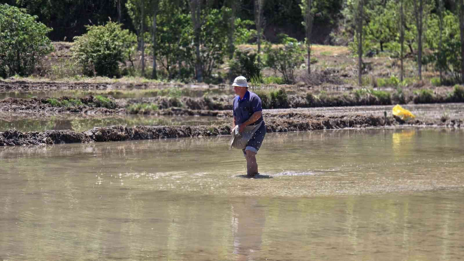 "Beyaz Altın" çeltik ekiminde sona yaklaşıldı