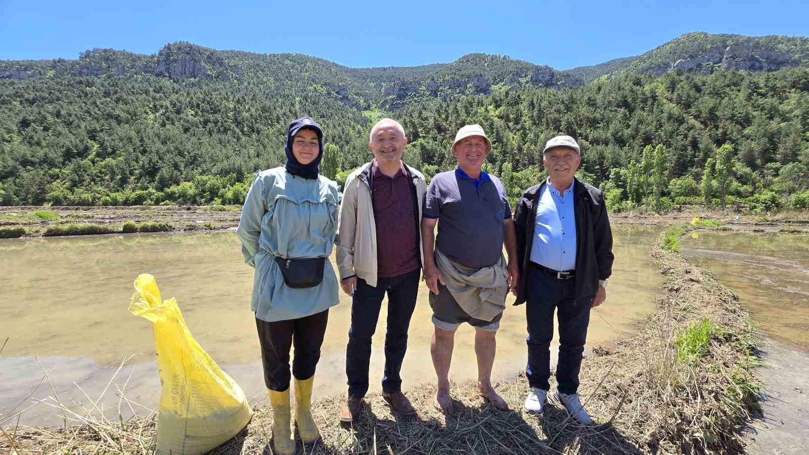 "Beyaz Altın" &ccedil;eltik ekiminde sona yaklaşıldı
