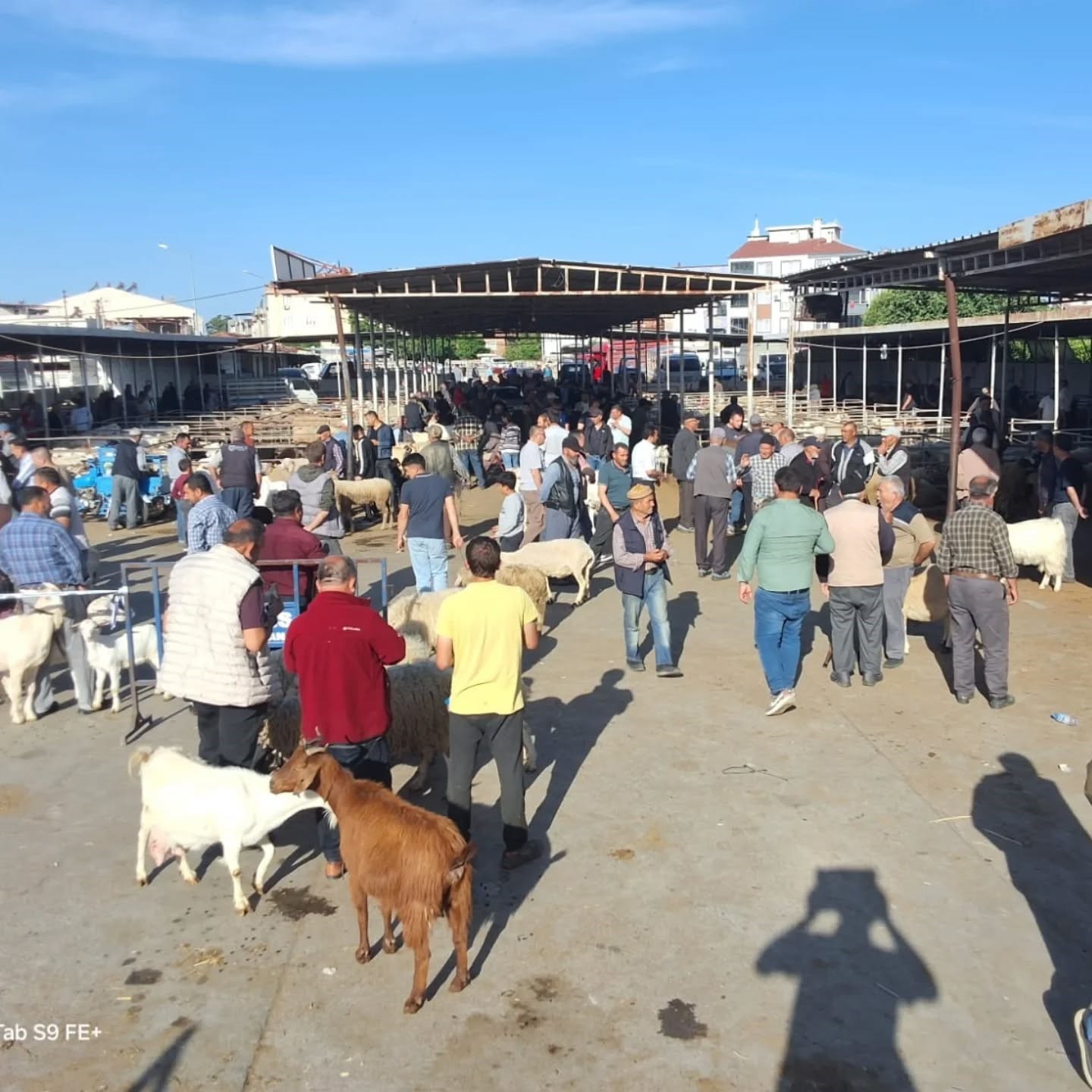 Havran’da Kurban Bayramı öncesi hayvan pazarı denetlendi