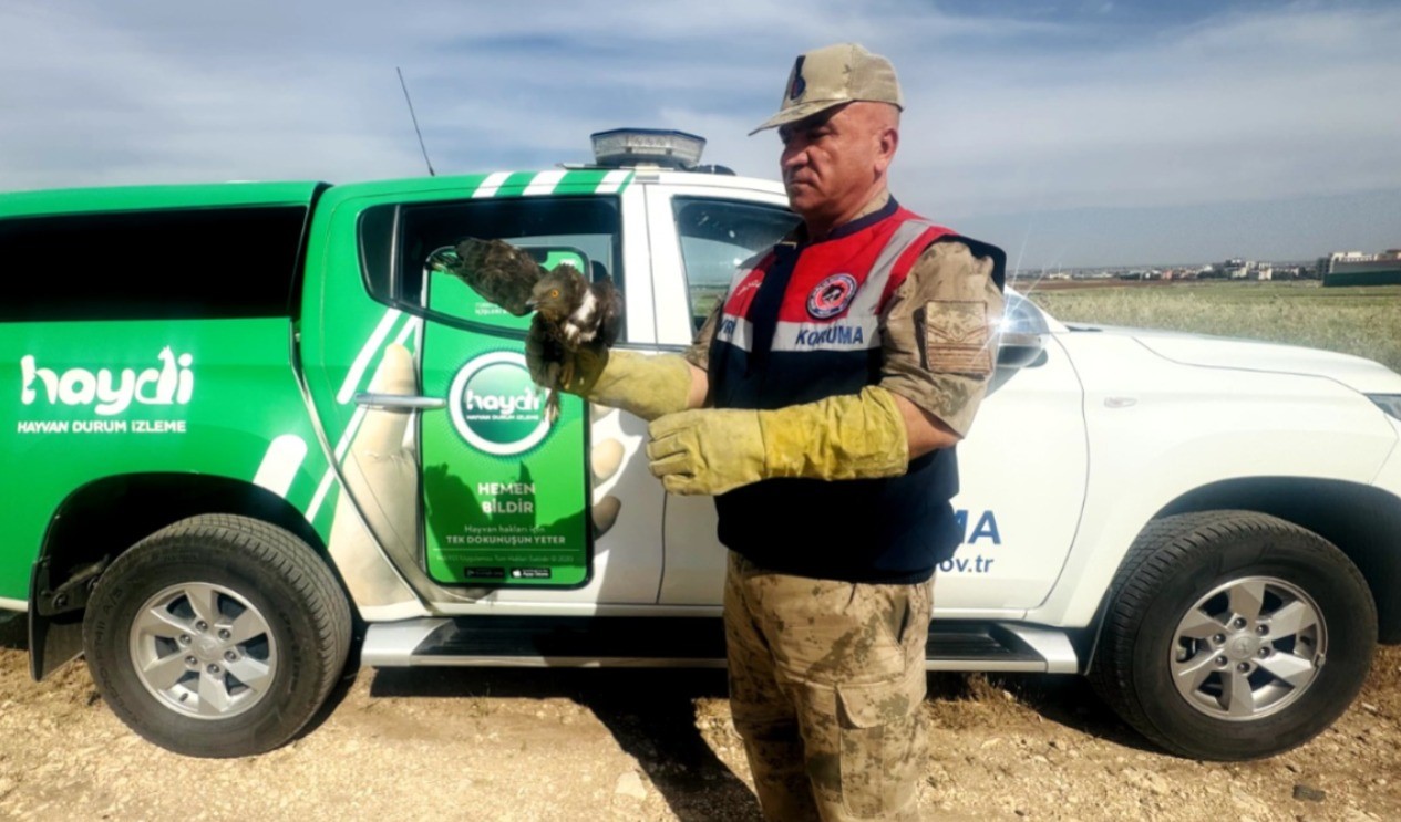 Şanlıurfa’da yaralı kızıl şahin tedavi altına alındı