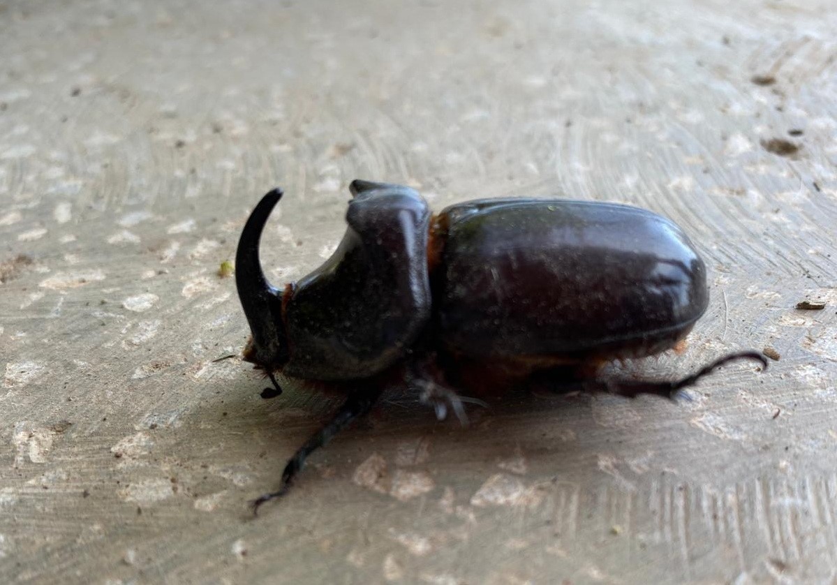 Dünyanın en güçlü böceği Manisa’da bulundu