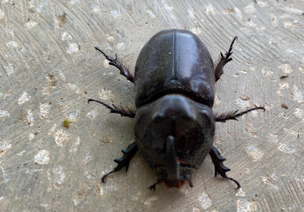 D&uuml;nyanın en g&uuml;&ccedil;l&uuml; b&ouml;ceği Manisa&rsquo;da bulundu
