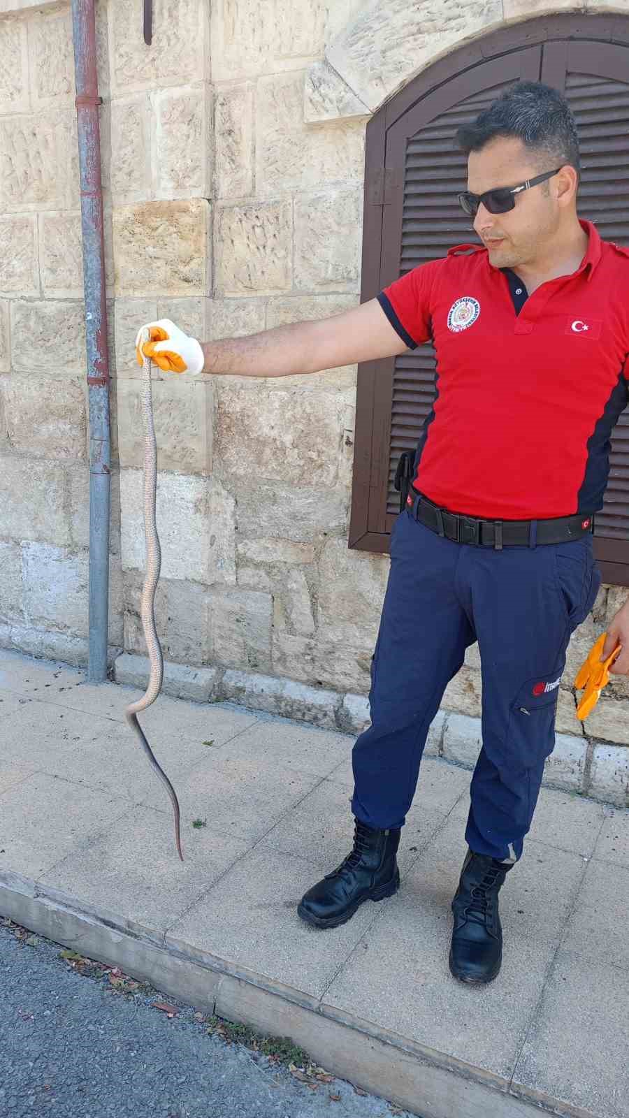 Hastane bahçesinde yılan yakalandı