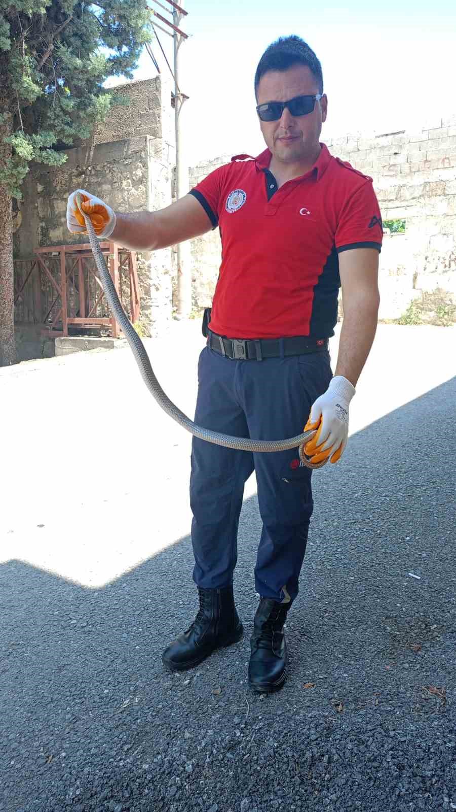 Hastane bah&ccedil;esinde yılan yakalandı
