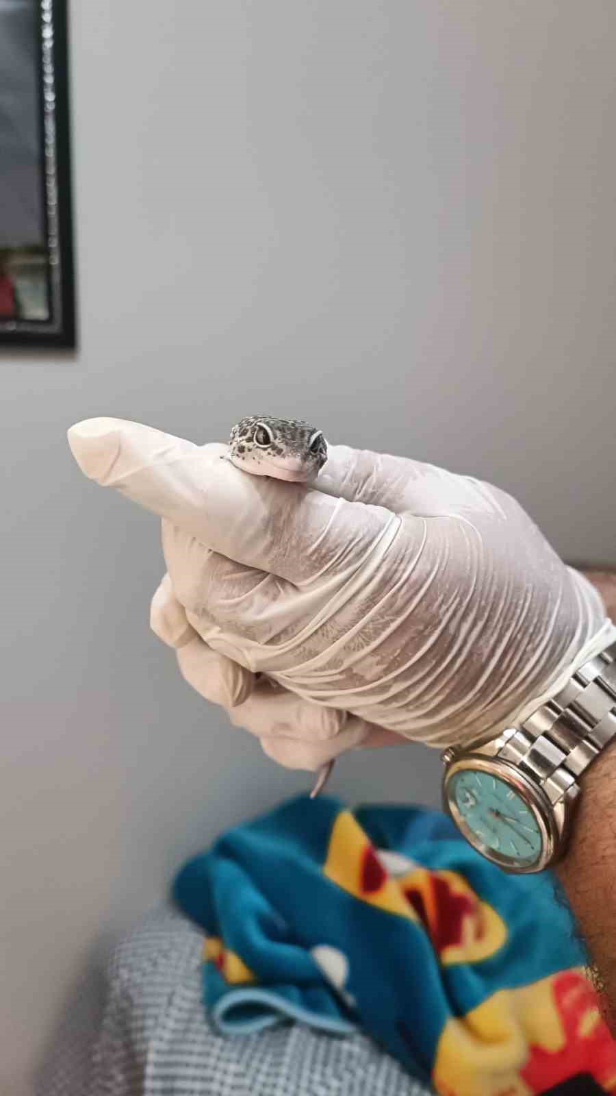 Ankara merkezli 5 ildeki operasyonlarda 96 egzotik hayvan ele ge&ccedil;irildi
