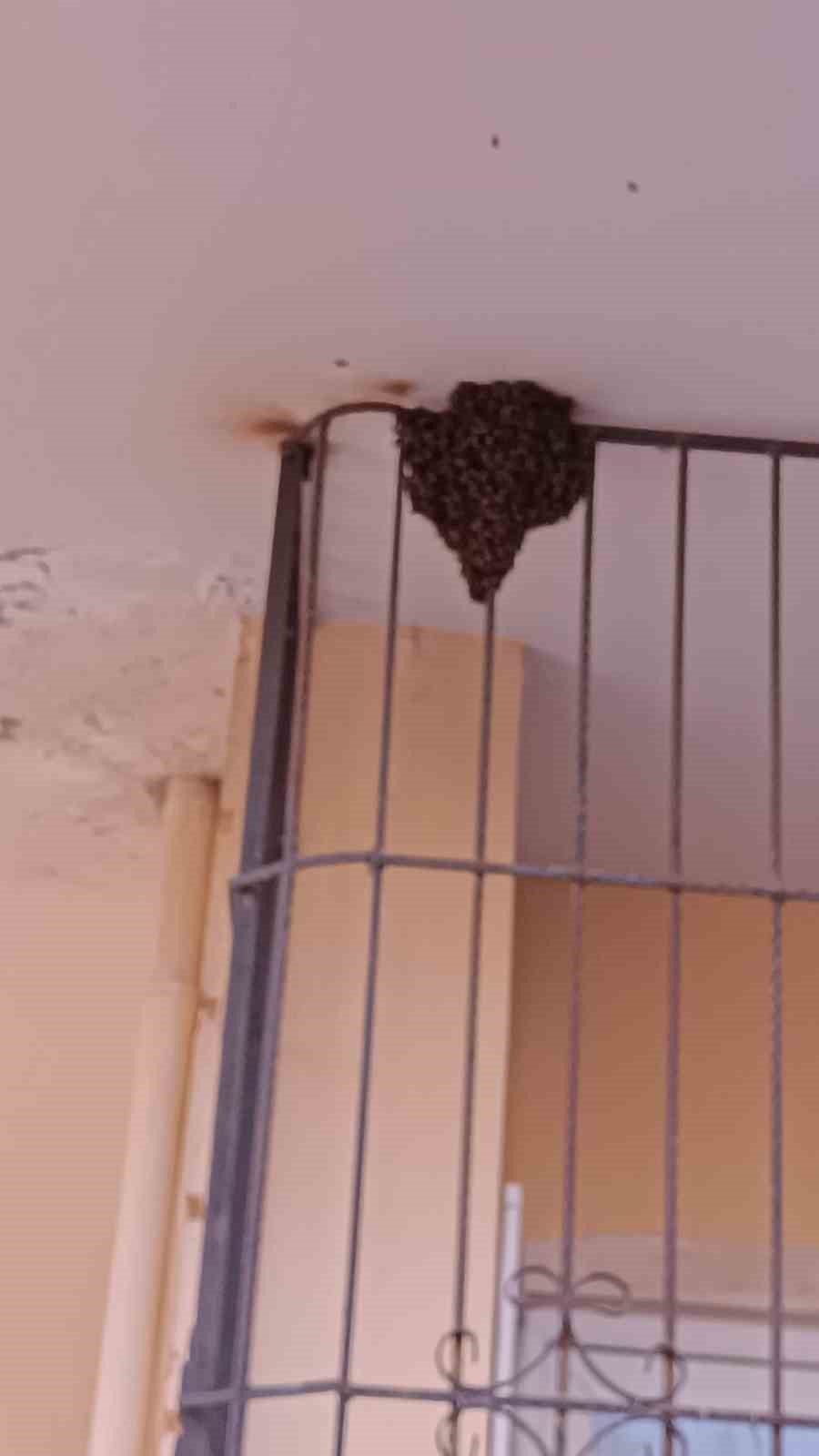 Çıplak elle yüzlerce arının arasına girdi
