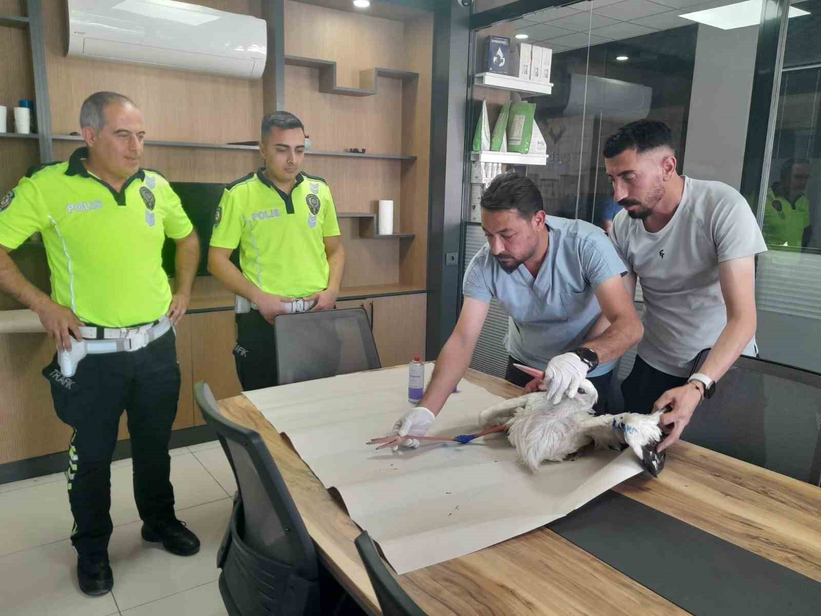Yaralı leyleğe polisten şefkat eli