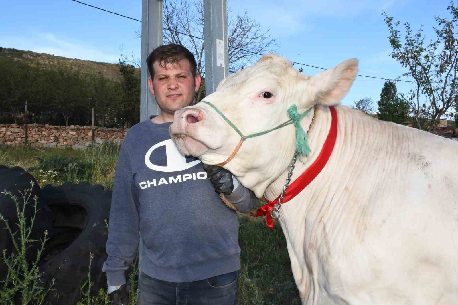 Pamuk kız, rekor kırmaya hazır: 1 tonluk dev düve alıcısını bekliyor