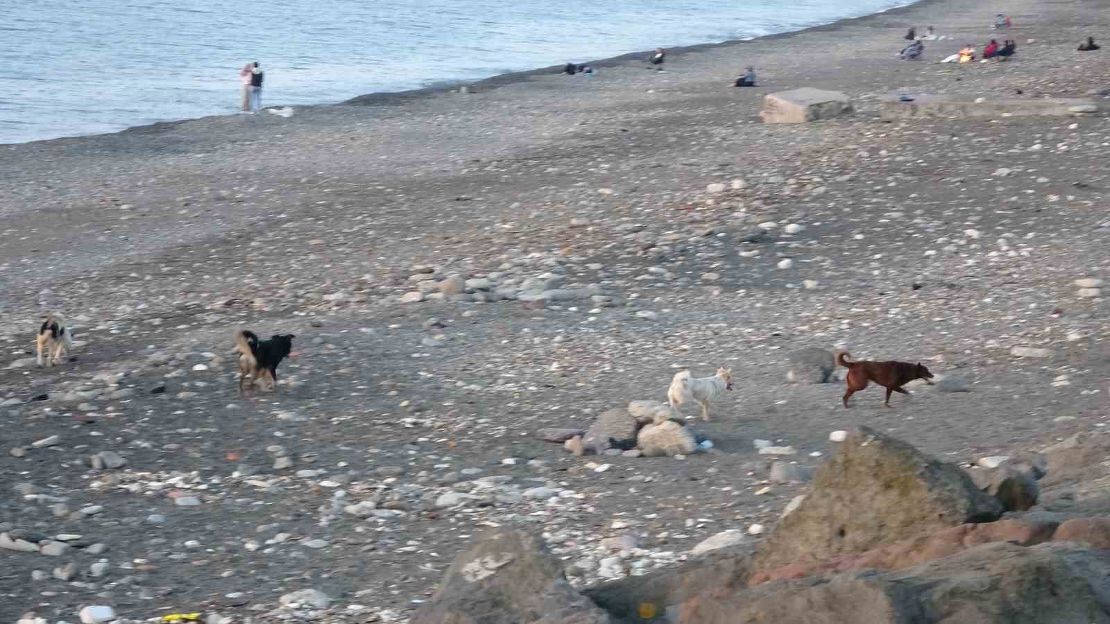 Sahile gidenler sokak köpeği tehdidi altında
