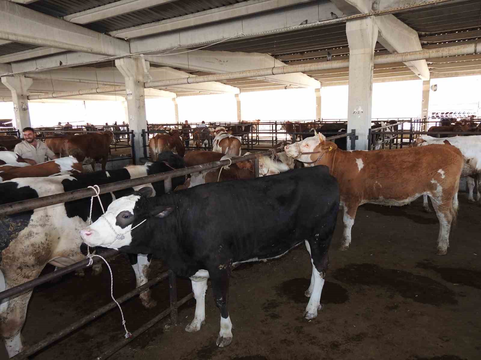 Kurban Bayramı &ouml;ncesi hayvan pazarları hareketlendi
