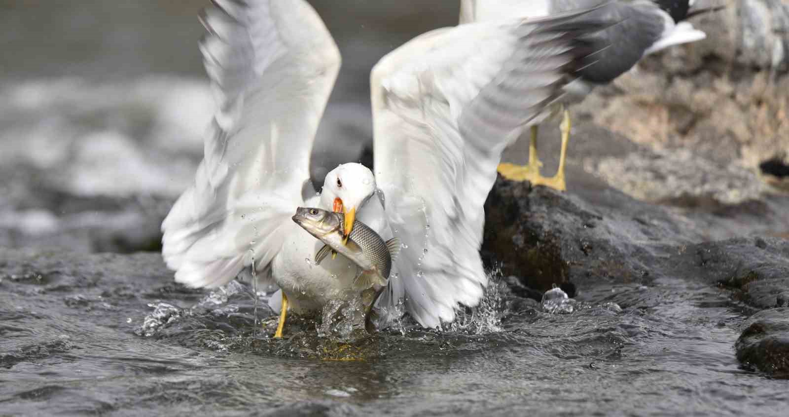 Martıların balık avı