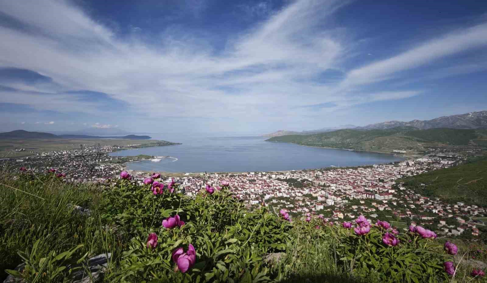 Tatvan’da şakayık çiçekleri görsel şölen sunuyor
