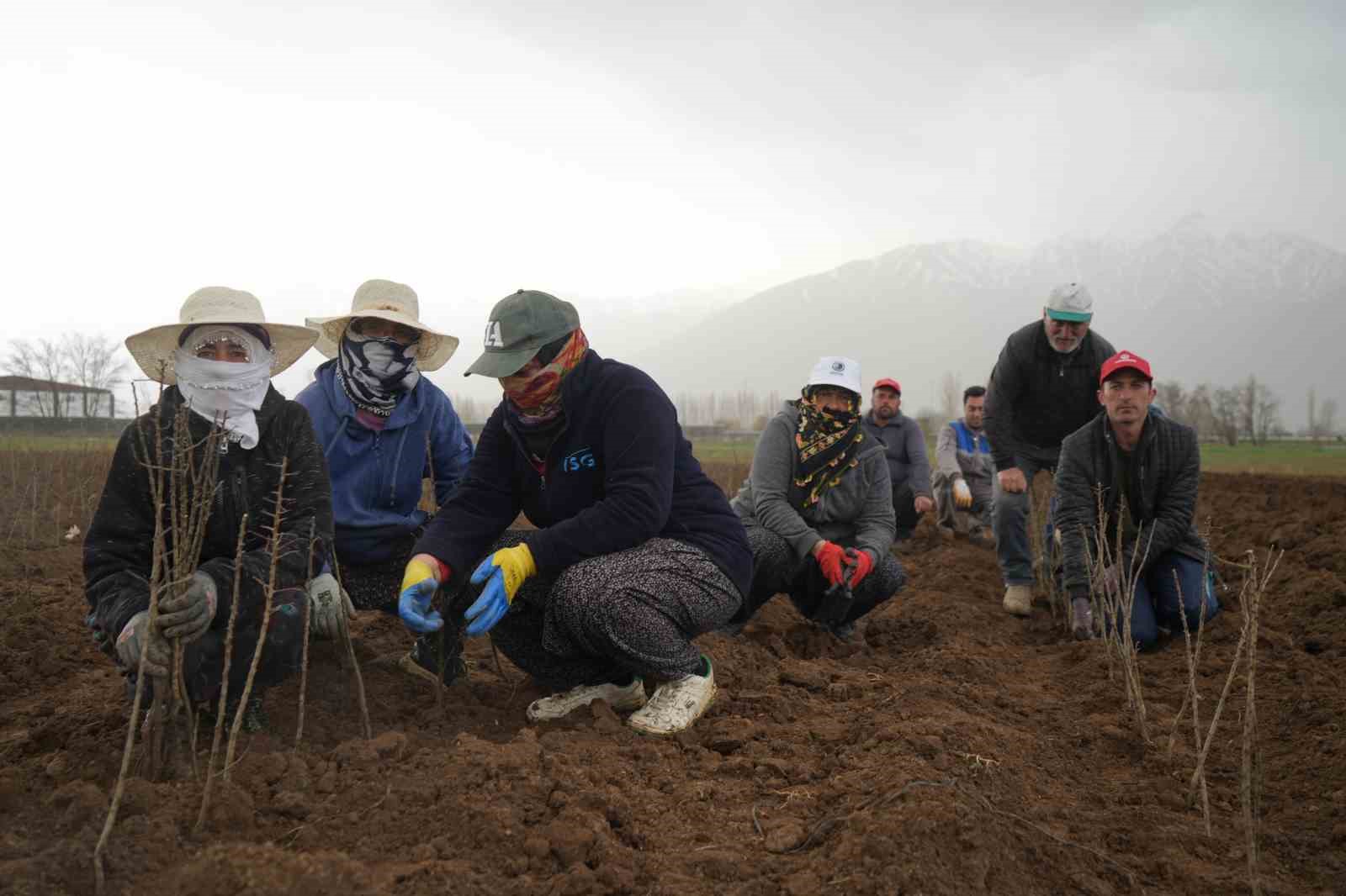 Erzincan bölgenin fidan ihtiyacını karşılıyor