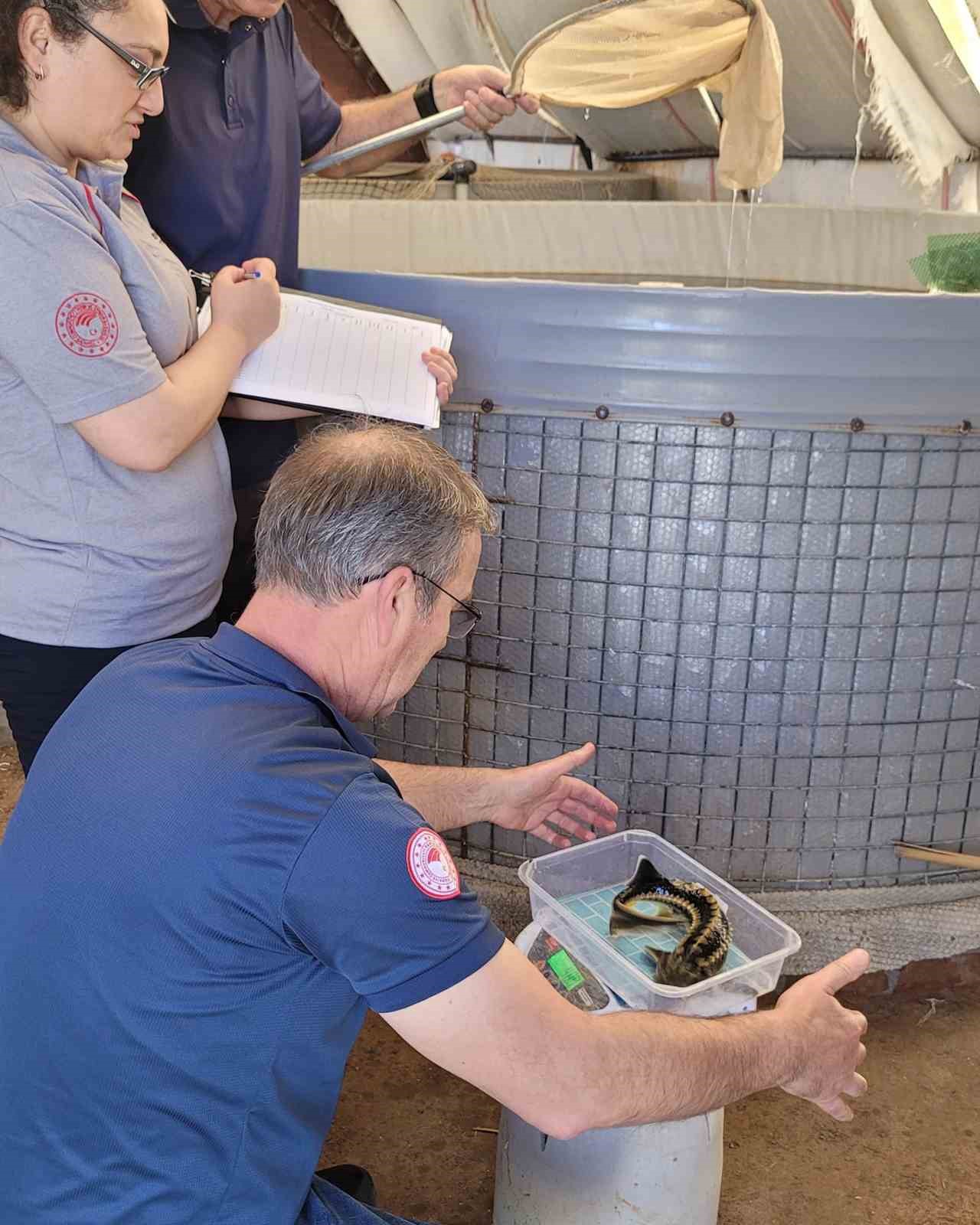 Milas’ta toprak havuzlarda ‘Mersin Balığı’ deneme üretimi başladı