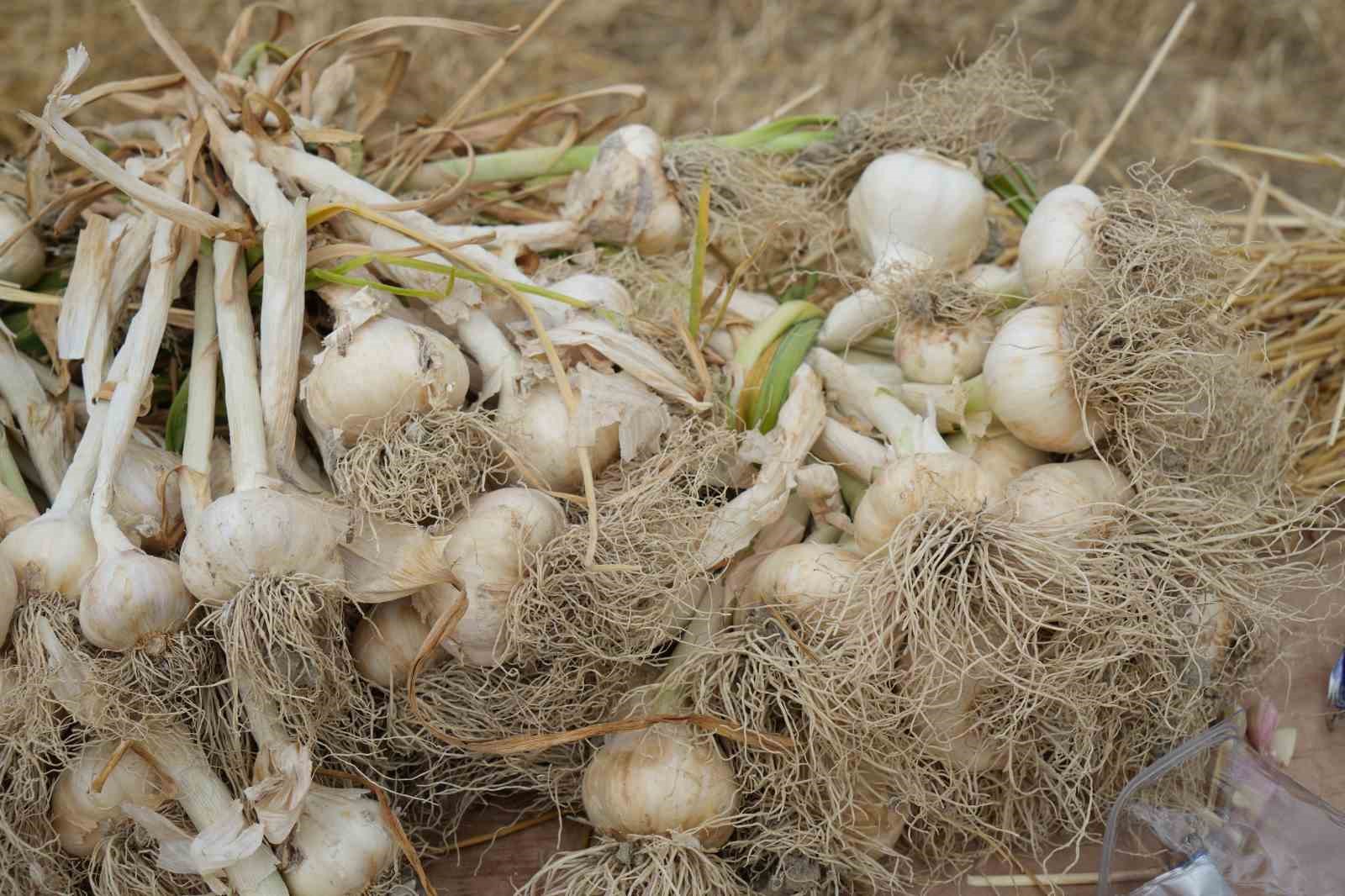 Belediye Başkan Arslan&rsquo;dan Taşk&ouml;pr&uuml; sarımsağı uyarısı: "Sarımsağımız hen&uuml;z &ccedil;ıkmadı"
