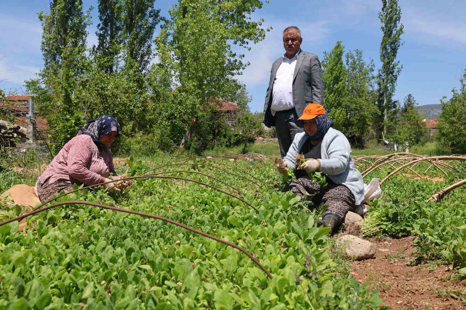 Avanslarını almaya başlayan t&uuml;t&uuml;n &uuml;reticileri fidelerini toprakla buluşturdu

