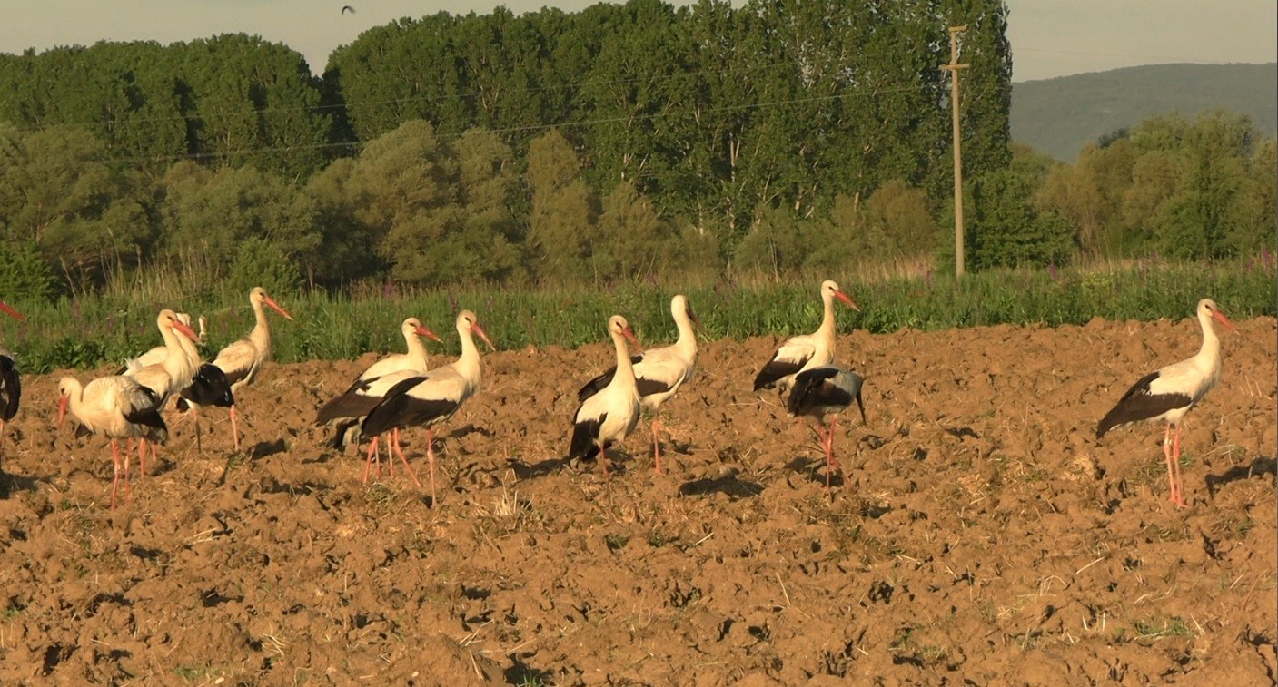 Tavşanlı’da ikinci kez leyleklerin göçü, ilçe sakinlerine sürpriz yaşattı