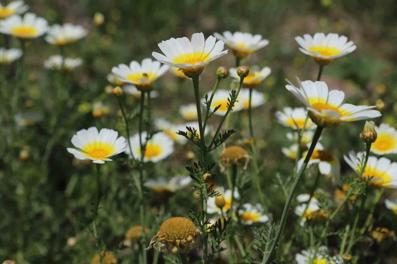 Papatyalarla bezenen Ağrı, görsel şölen sunuyor