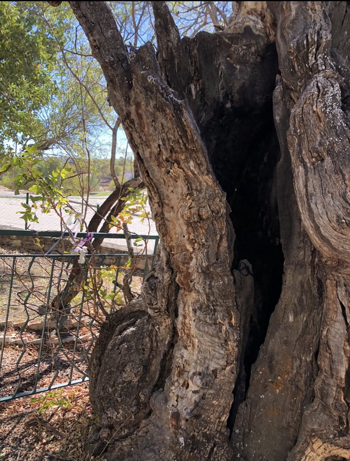 Arapgir’de 800 Yıllık Menengiç ağacı için tescil çalışması