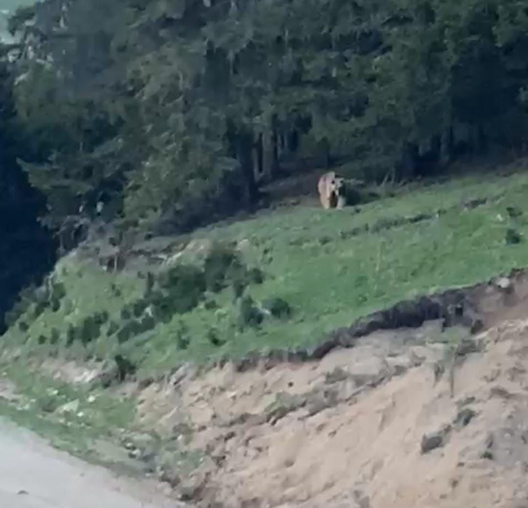 Rizeli muhtardan ayıya güzelleme: "Köyümüzün ayısı, anam, paşam. Gel buraya"